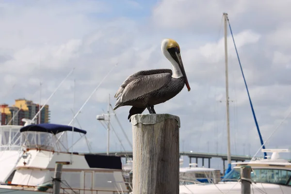 Gray Pelican Florida Marina — Stock Photo, Image