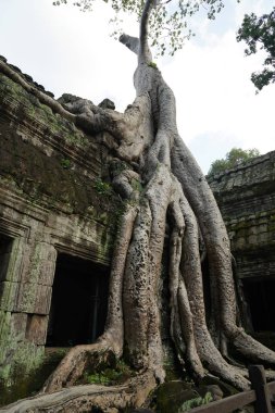Antik kalıntılar ve ağaç kökleri, Ta Prohm tapınağı, Angkor, Kamboçya