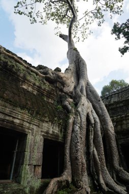 Antik kalıntılar ve ağaç kökleri, Ta Prohm tapınağı, Angkor, Kamboçya