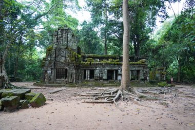 Antik kalıntılar ve ağaç kökleri, Ta Prohm tapınağı, Angkor, Kamboçya