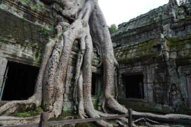 Antik kalıntılar ve ağaç kökleri, Ta Prohm tapınağı, Angkor, Kamboçya
