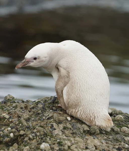 Zelden Albino Magelhaenpinguïn Tuckers Islets Patagonië — Stockfoto