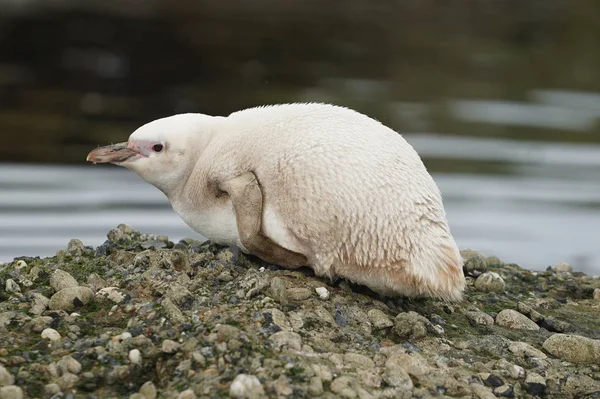 Seltener Albino Magellanpinguin Tuckers Inselchen Patagonien — Stockfoto