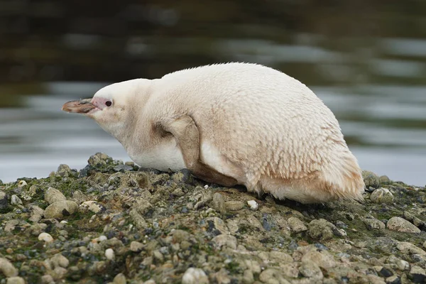 Pinguim Albino Magnífico Tuckers Islets Patagônia — Fotografia de Stock
