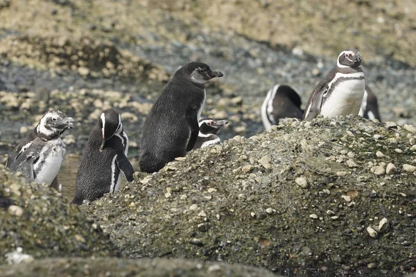 Magelhaenpinguïns Bij Tuckers Islets Chileens Patagonië — Stockfoto
