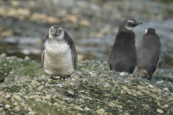 Pingüinos Magallanes Tuckers Islets Patagonia Chilena — Foto de Stock