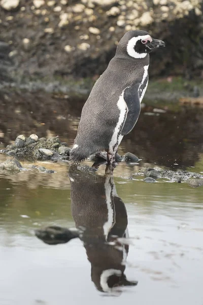 Magellanic Penguins Tuckers Islets Chilean Patagonia — Stok fotoğraf