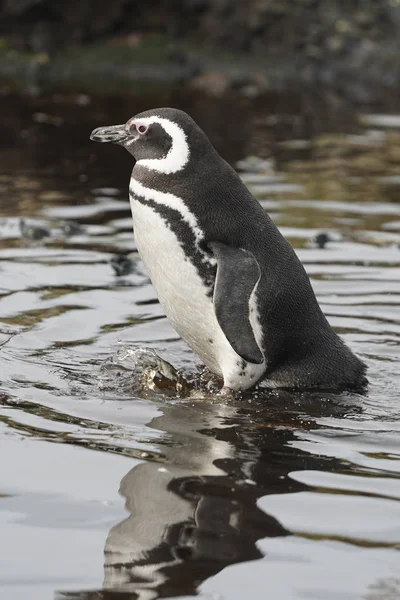 Magellanic Penguins Tuckers Islets Chilean Patagonia — 图库照片