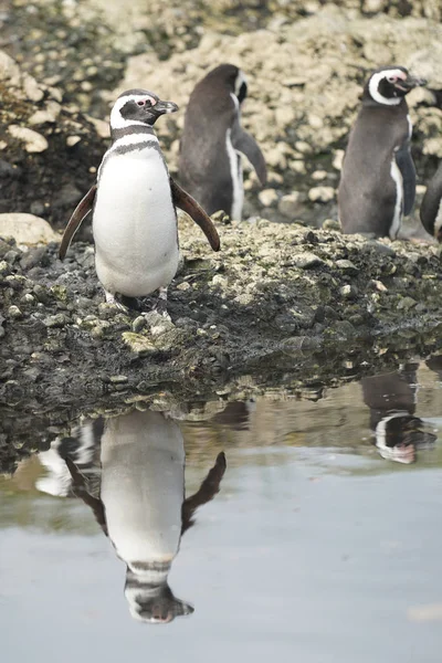 Magellanic Penguins Tuckers Islets Chilean Patagonia — Stock Photo, Image