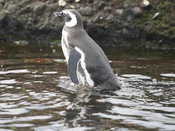 Magellanic Penguins Tuckers Islets Chilean Patagonia — 图库照片