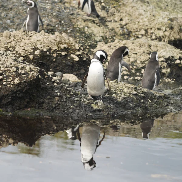 Pingüinos Magallanes Tuckers Islets Patagonia Chilena — Foto de Stock