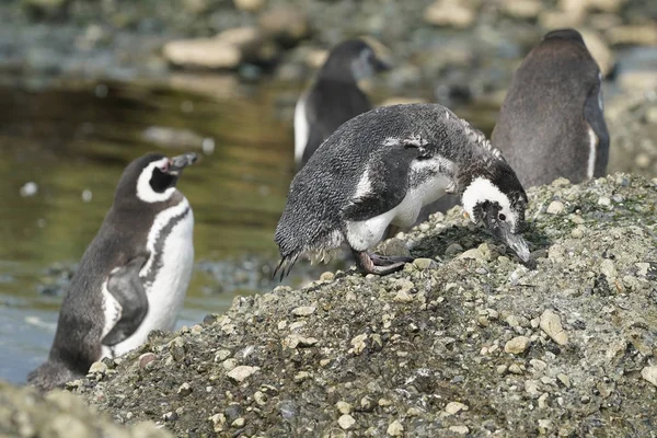 Pingouins Magellan Aux Îles Tuckers Patagonie Chilienne — Photo