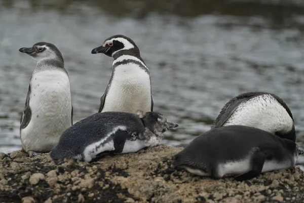 Pinguini Magellanici Tuckers Islets Patagonia Cilena — Foto Stock