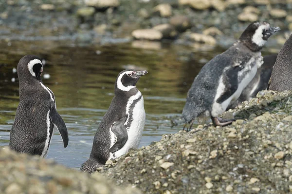 Pingüinos Magallanes Tuckers Islets Patagonia Chilena —  Fotos de Stock