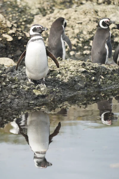 Pingüinos Magallanes Tuckers Islets Patagonia Chilena —  Fotos de Stock