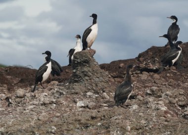 Colony of Magellanic or rock cormorants, Beagle Channel, Patagonia