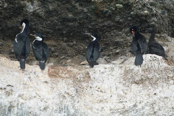 Colony Neotropic Cormorants Beagle Channel Patagonia — 图库照片