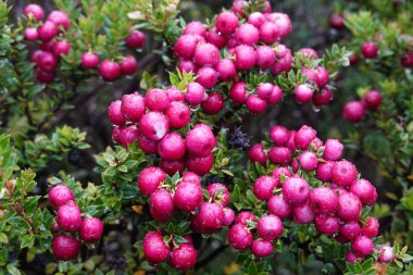 Chilean guava or strawberry myrtle berries in Chilean Patagonia