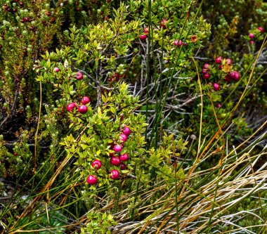 Chilean guava or strawberry myrtle berries in Chilean Patagonia