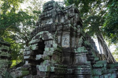 Antik kalıntılar ve ağaç kökleri, Ta Prohm tapınağı, Angkor, Kamboçya