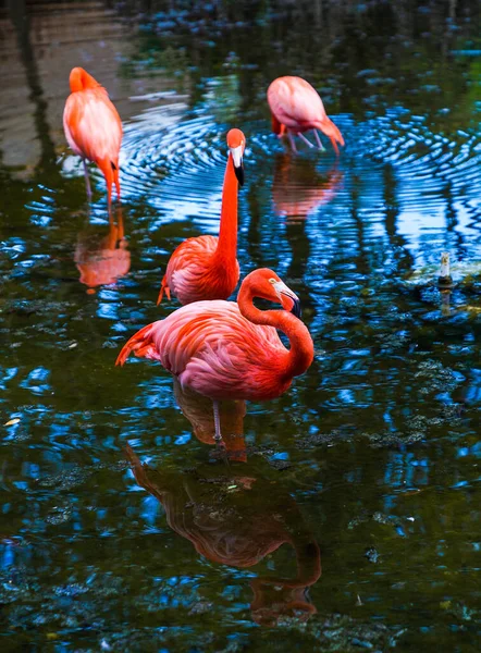 Розовый Фламинго Природе — стоковое фото