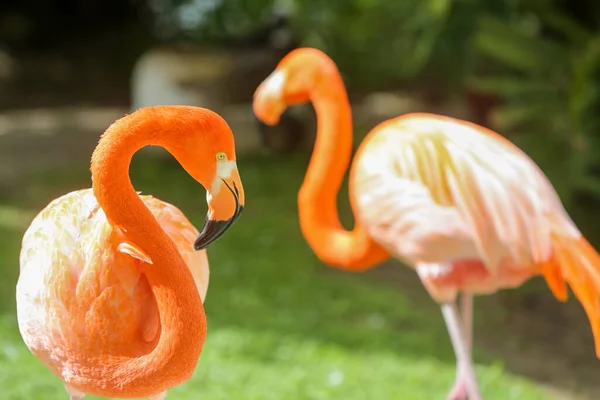 Pembe Flamingo Doğada — Stok fotoğraf