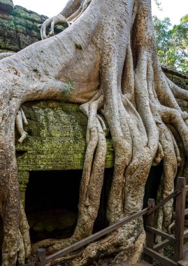 Antik kalıntılar ve ağaç kökleri, Ta Prohm tapınağı, Angkor, Kamboçya