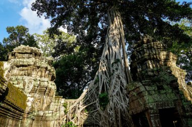 Antik kalıntılar ve ağaç kökleri, Ta Prohm tapınağı, Angkor, Kamboçya