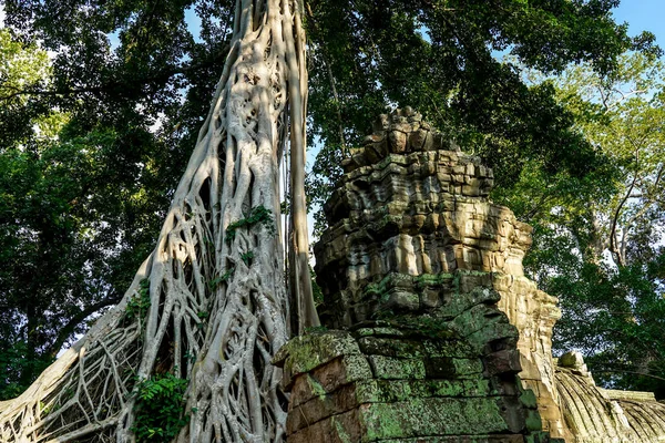 古代遺跡と木の根 Prohm寺院 アンコール カンボジア — ストック写真