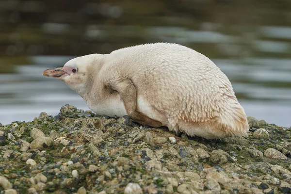 Zelden Albino Magelhaenpinguïn Tuckers Islets Patagonië — Stockfoto