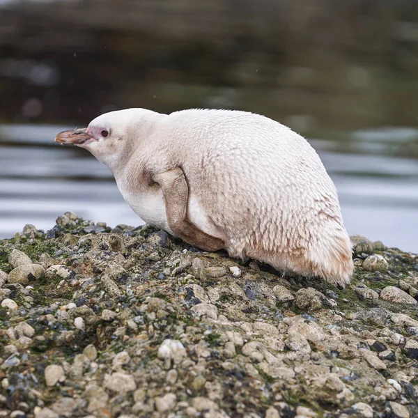 Zelden Albino Magelhaenpinguïn Tuckers Islets Patagonië — Stockfoto