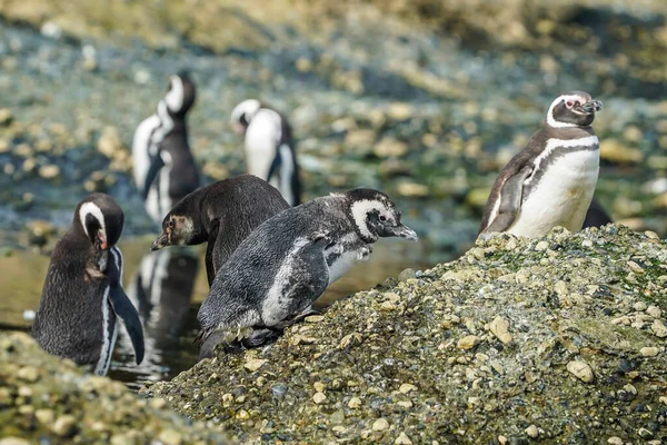 Магеллановы Пингвины Острове Такерс Чили Патагония — стоковое фото