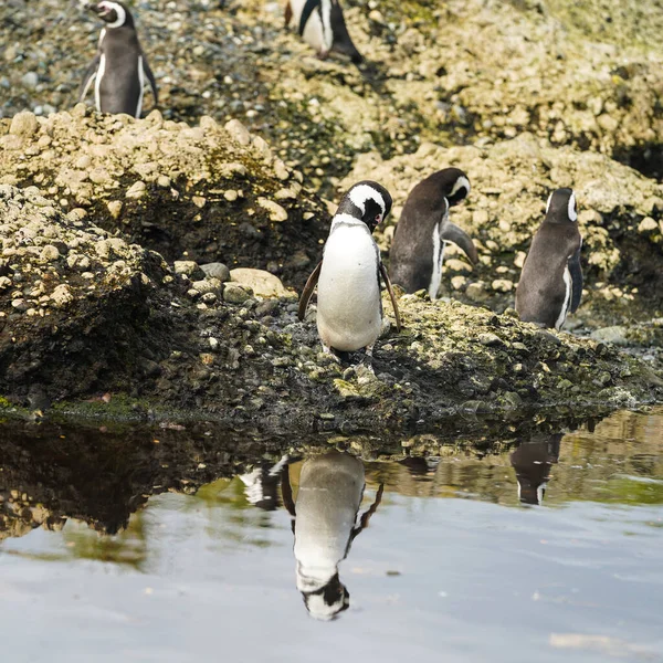 Magellanic Penguins Tuckers Islets Chilean Patagonia — 图库照片
