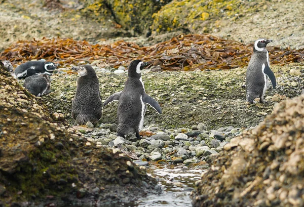 Магеллановы Пингвины Острове Такерс Чили Патагония — стоковое фото