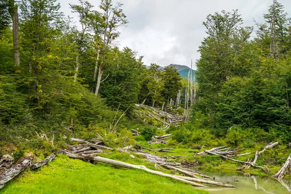 Bäverdammen Tierra Del Fuego Argentina — Stockfoto