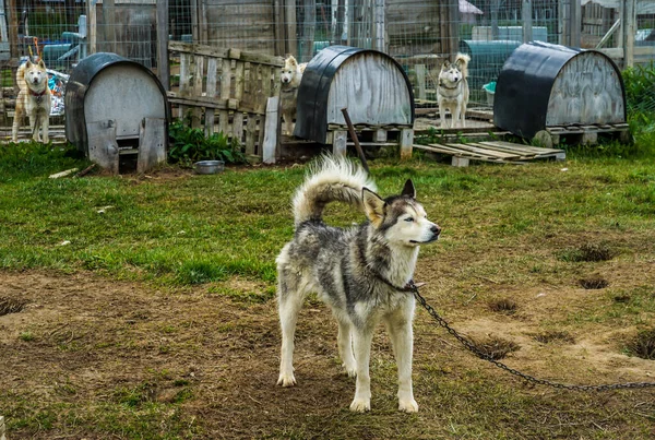 Siberische Husky Musher Camp Siberianos Fuego Het Argentijnse Patagonië — Stockfoto