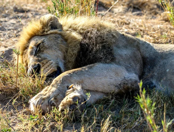 Kruger Ulusal Parkı Nda Erkek Aslan — Stok fotoğraf