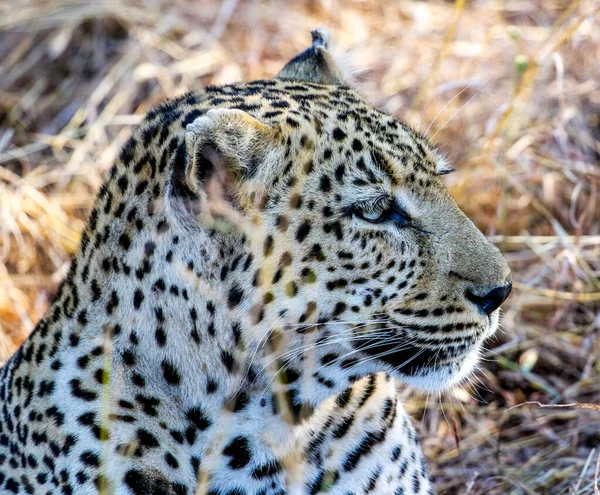 Afrikaanse Luipaard Bij Kruger National Park — Stockfoto