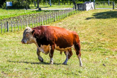 Kahverengi ve beyaz bir boğa Yeni Zelanda 'da otlanıyor.