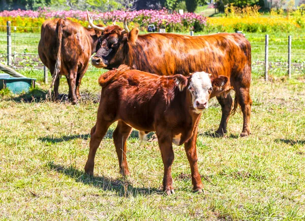 Brązowo Białe Krowy Pasące Się Pastwisku Nowej Zelandii — Zdjęcie stockowe