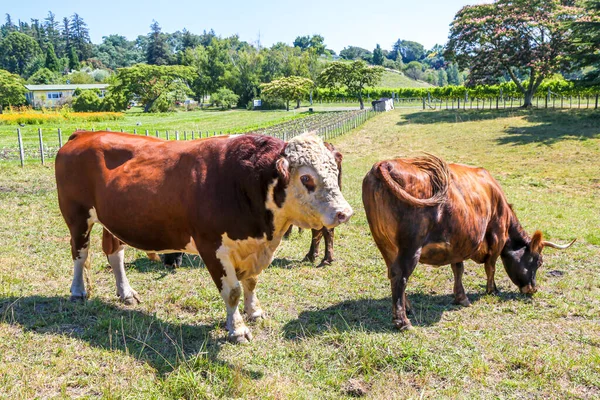 Hnědá Bílá Herefordská Kráva Pasoucí Pastvinách Novém Zélandu — Stock fotografie