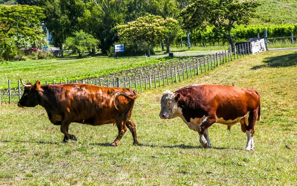 Eine Braun Weiße Hereford Kuh Weidet Auf Einer Weide Neuseeland — Stockfoto