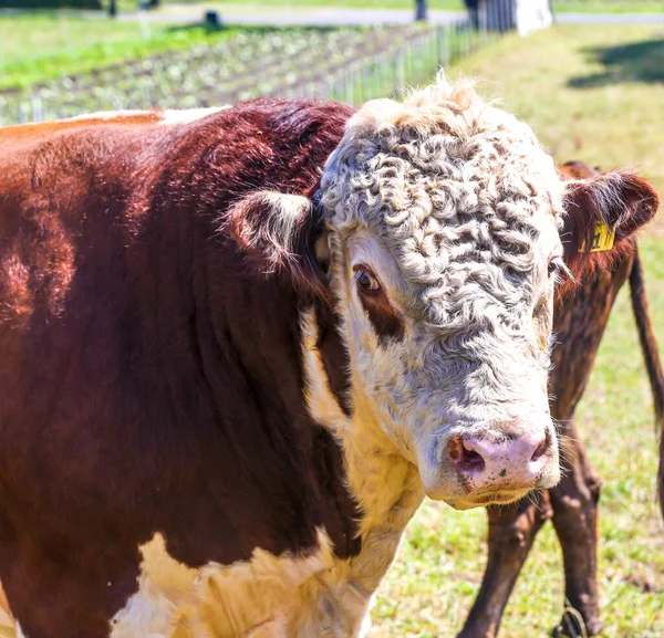 Ein Braun Weißer Hereford Bulle Weidet Auf Einer Weide Neuseeland — Stockfoto