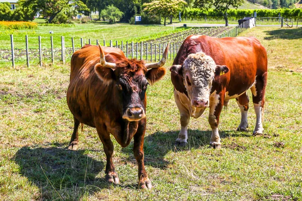 Une Vache Brune Blanche Herbacée Sur Pâturage Nouvelle Zélande — Photo