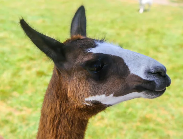 Llama Agrodome Farm Tour Rotorua New Zealand — стокове фото