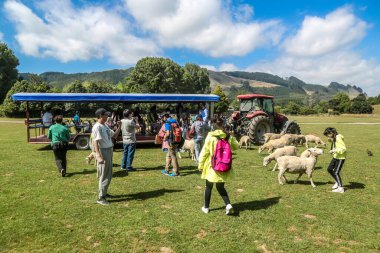 ROTORUA, NEW ZEALAND - 3 Şubat 2019: Rotorua 'daki Agrodome Farm Tour. Rotorua 'daki Agrodome Yeni Zelanda' da önemli bir turistik ilgi odağı.