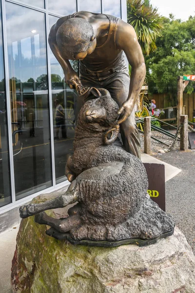 Rotorua New Zealand Февраля 2019 Года Бронзовая Статуя Стригущего Овец — стоковое фото