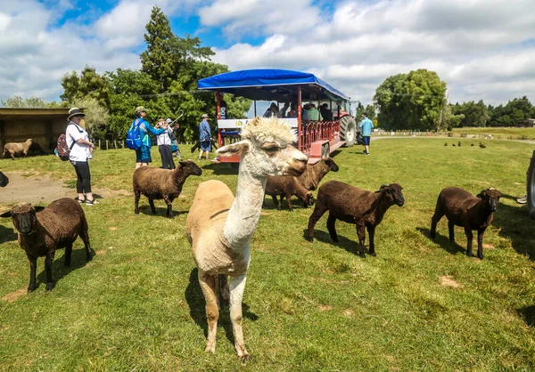 Rotorua New Zealand Φεβρουαριου 2019 Agrodome Farm Tour Στη Rotorua — Φωτογραφία Αρχείου