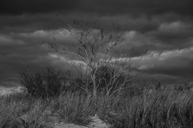 Atlantik sahilinde yabani otlar