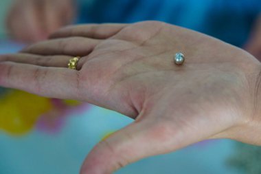 Vietnam 'daki inci çiftliğinde üretilen yüksek kaliteli inci. 